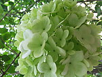 绣球花