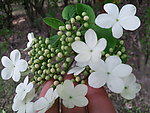 长春花