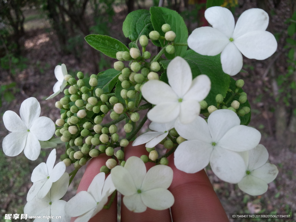 长春花