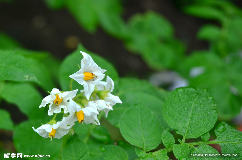 小花