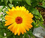 黄色的花