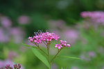小粉花