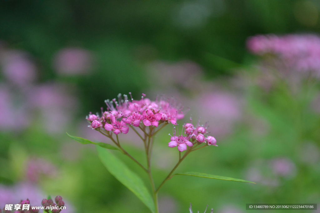 小粉花