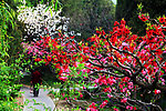 桃花 桃树 红花