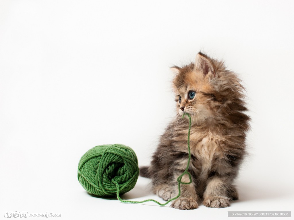猫猫
