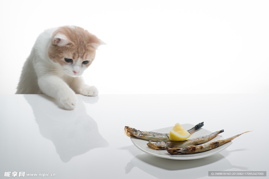 猫猫