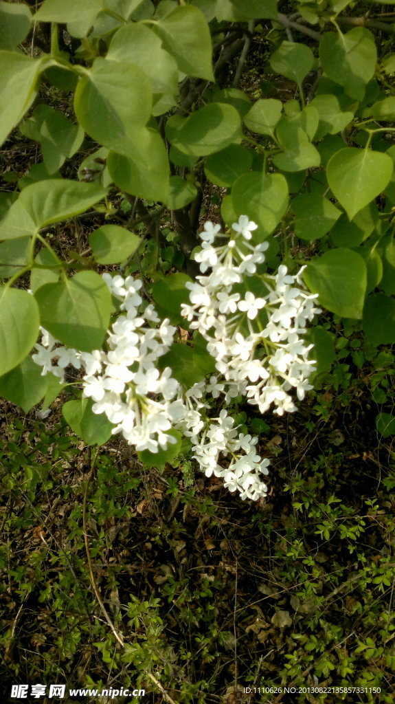 美丽花