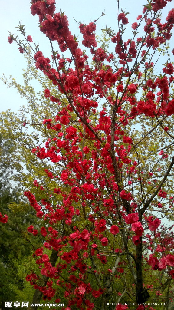 美丽的花