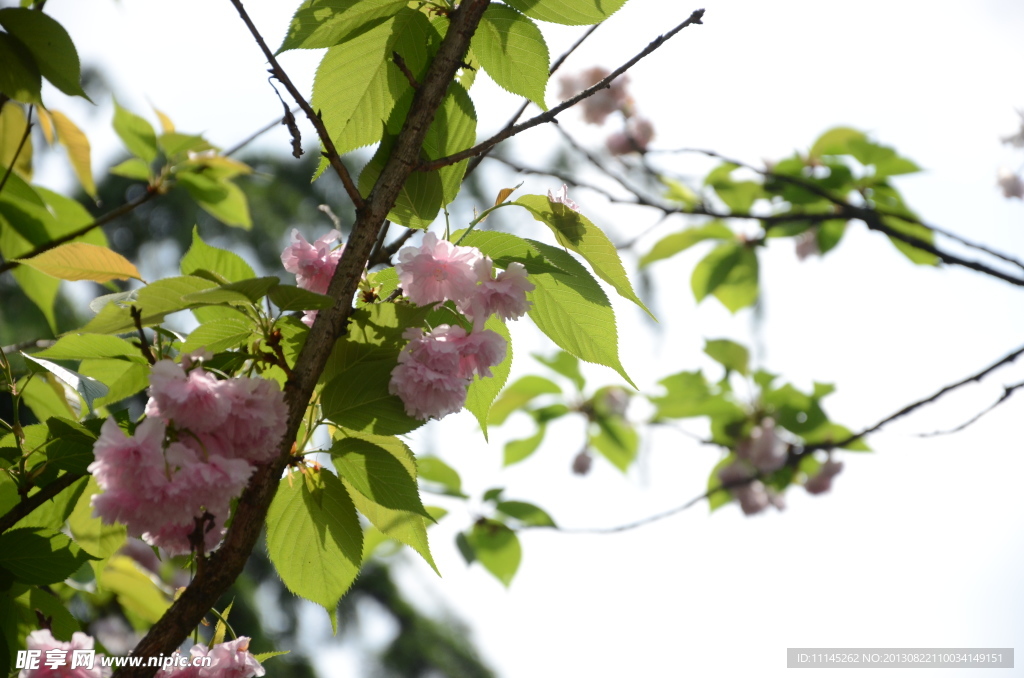 樱花