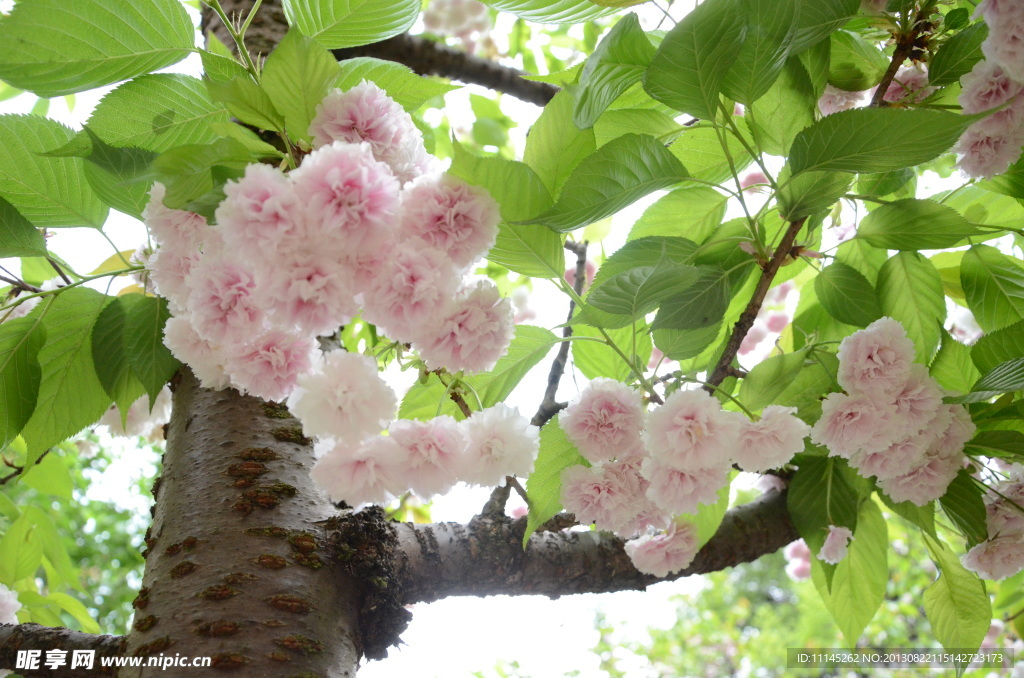 樱花