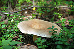 野蘑菇