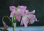 玉米兰花
