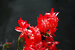 蟹爪蓝花