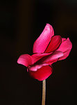 仙客来花
