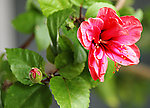 扶桑花开