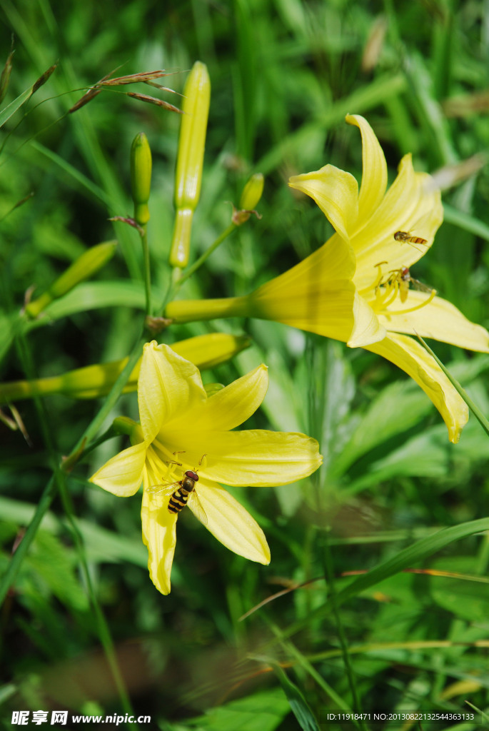 黄花菜花