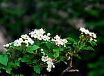 面果树花