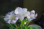 家中芙蓉花
