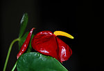 家中红掌花