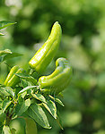 菜园子尖椒