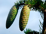 松树果实