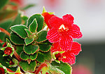 实验实小花