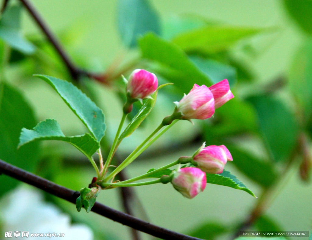 山丁子树花