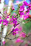 达达香花