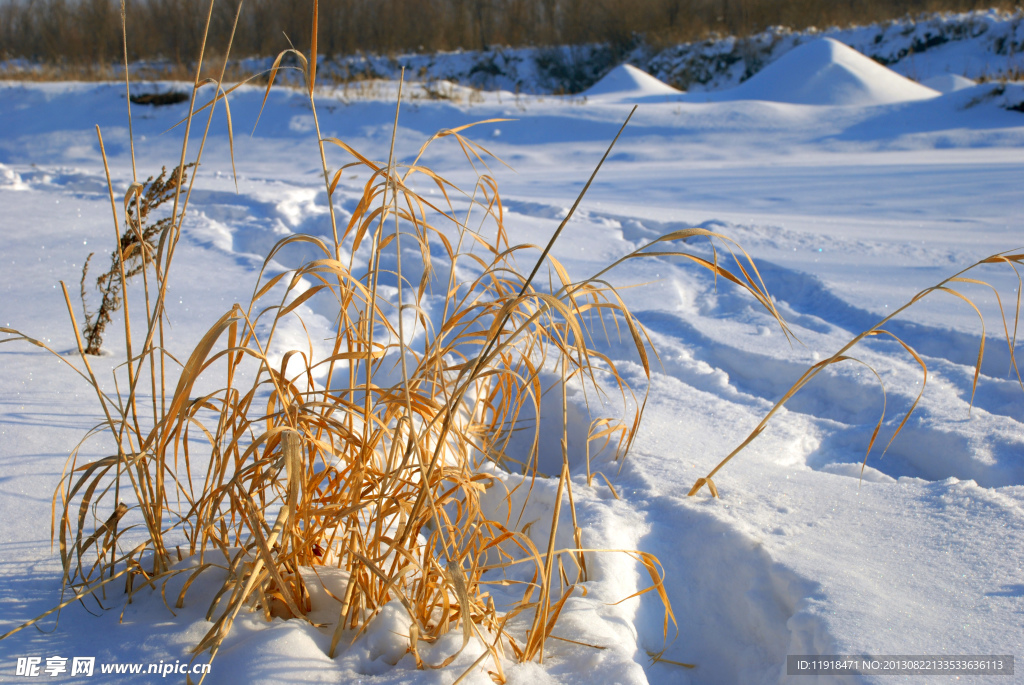 冬天的野外小草