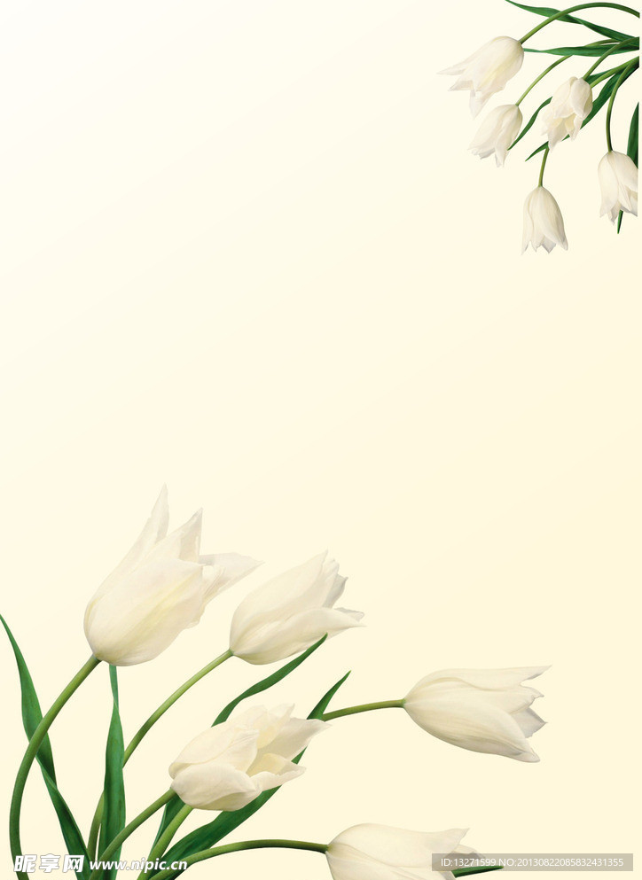 花草 百合花