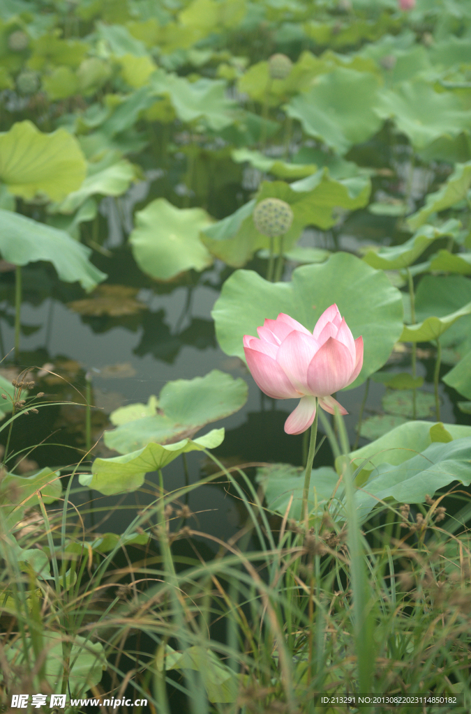 荷花