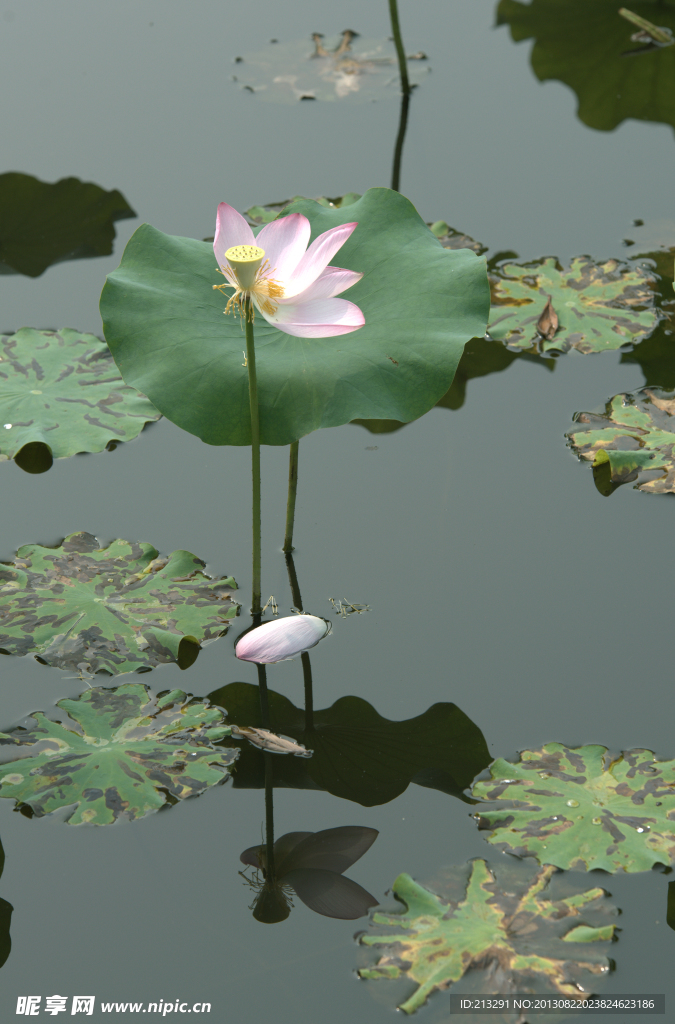 荷花