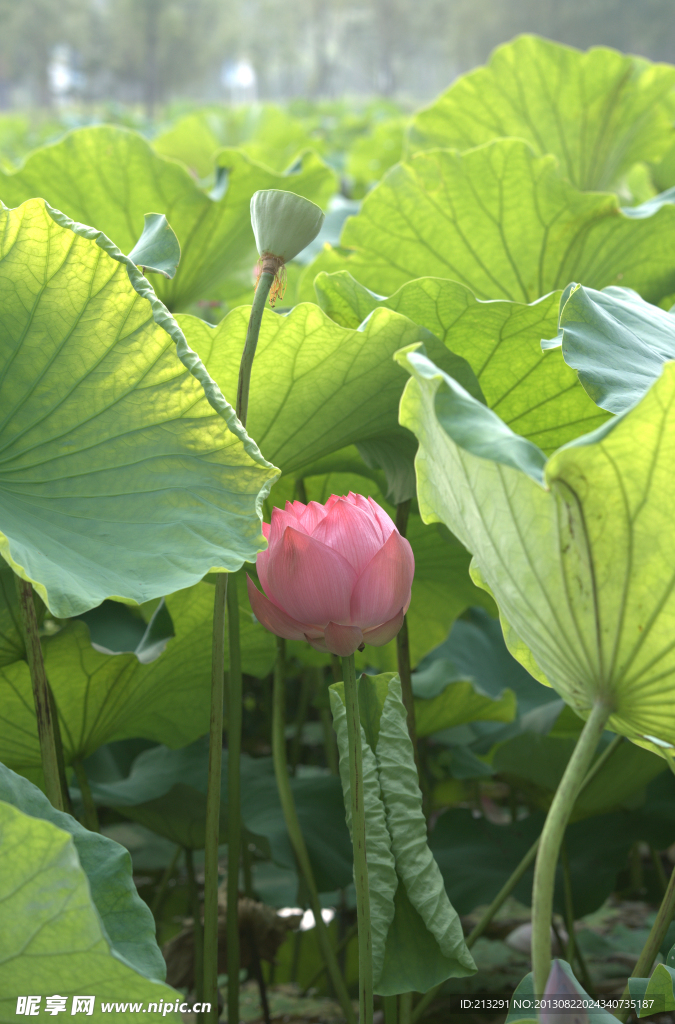 荷花