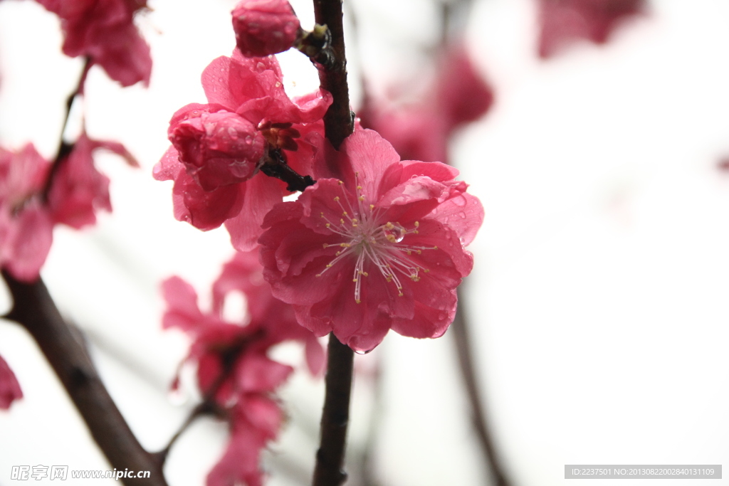 桃花