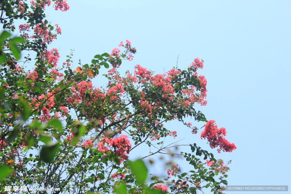 紫薇花