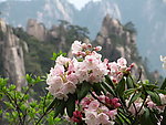 黄山杜鹃