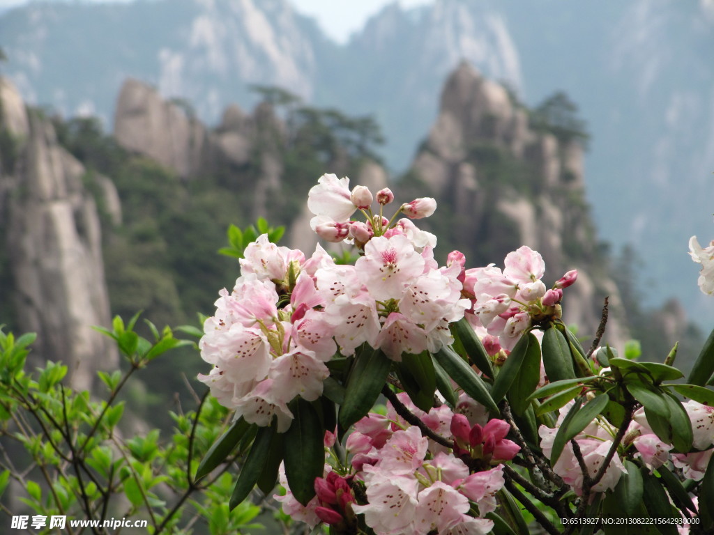 黄山杜鹃