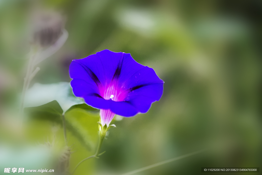 牵牛花