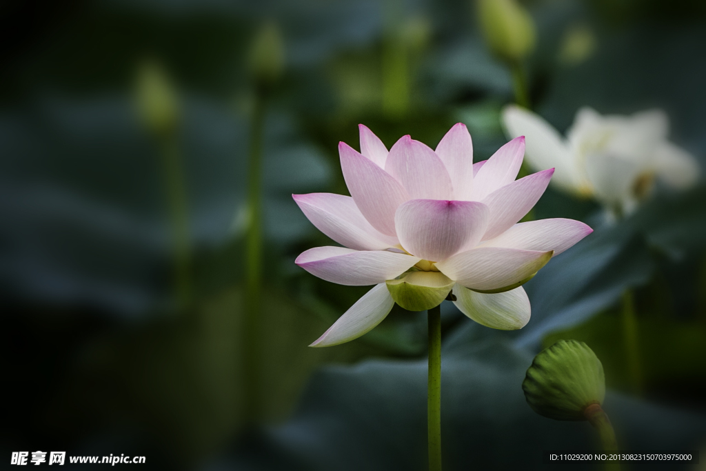 荷花