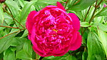 芍药花
