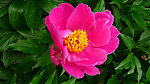 芍药花