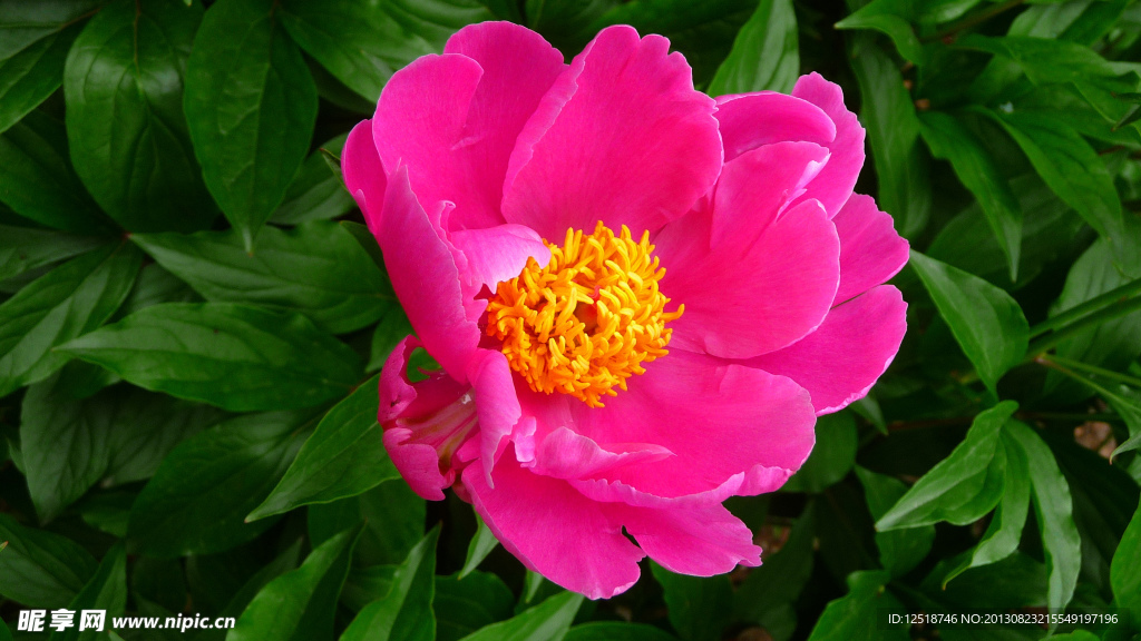 芍药花