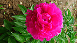 芍药花
