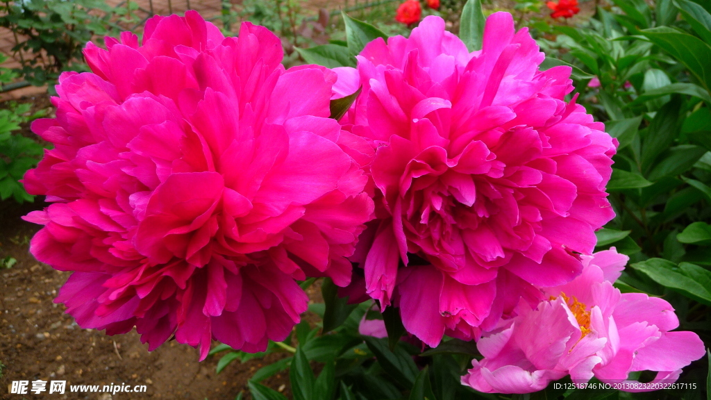 芍药花