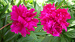 芍药花
