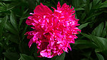 芍药花