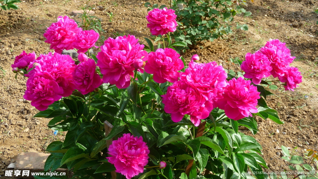 芍药花