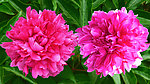 芍药花