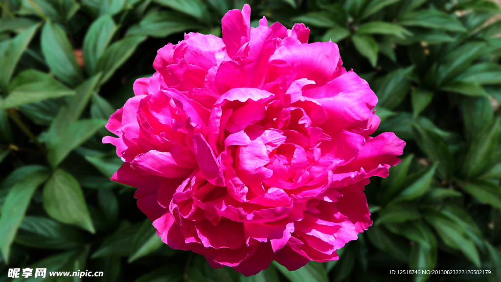 芍药花