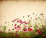 花丛